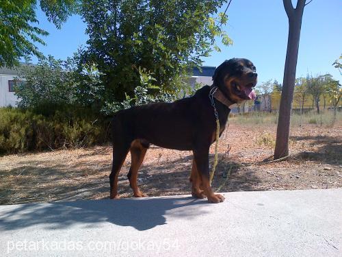 paşa Erkek Rottweiler