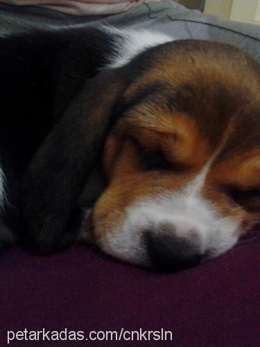 juliocesar Erkek Beagle