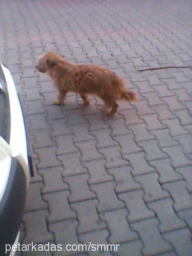 sokakkızıirma Dişi Avustralya Terrier