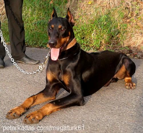 cengo Erkek Doberman Pinscher