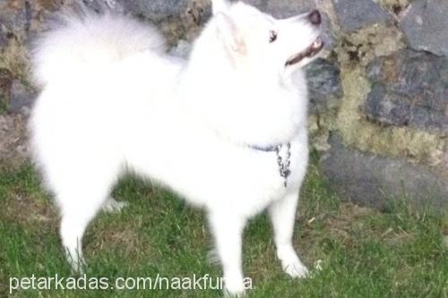 kÖpÜk Dişi Samoyed