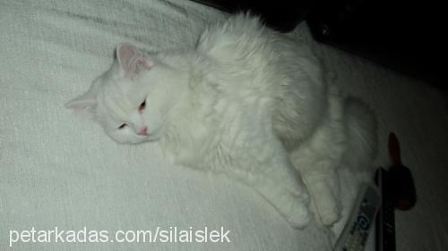 paris Dişi Ankara Kedisi (Angora)