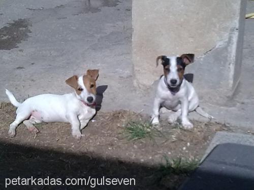 sindiveleydi Dişi Jack Russell Terrier