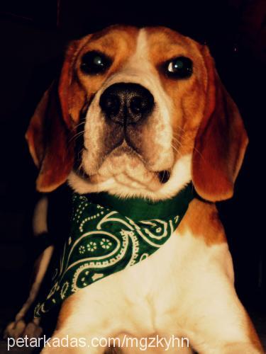 efes Erkek Beagle