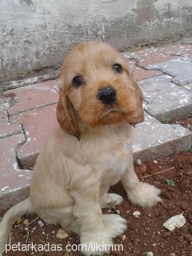 sandy Dişi Amerikan Cocker Spaniel