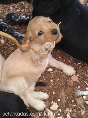 sandy Dişi Amerikan Cocker Spaniel