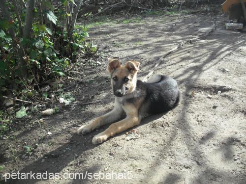 arthur Erkek Alman Çoban Köpeği