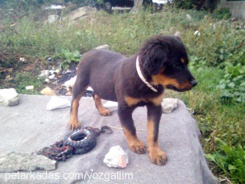 baron Erkek Rottweiler