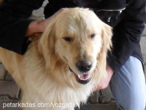 çapkın Erkek Golden Retriever