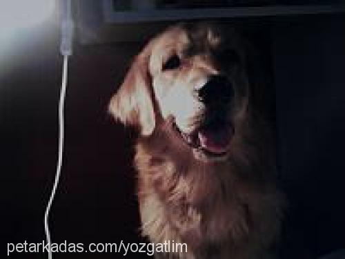 çapkın Erkek Golden Retriever