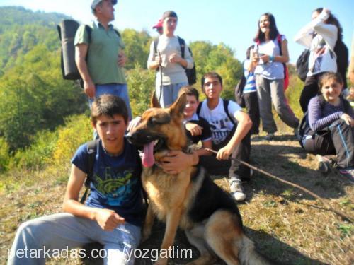 keş Erkek Alman Çoban Köpeği