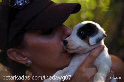 eddie Erkek Jack Russell Terrier