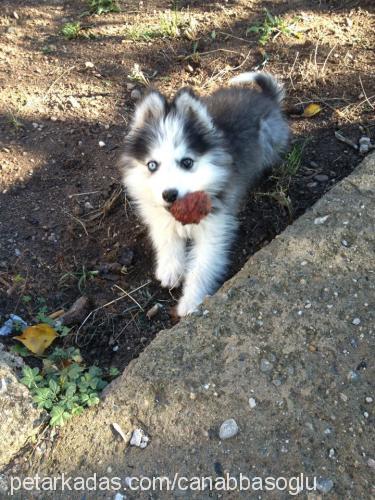 ares Erkek Sibirya Kurdu (Husky)