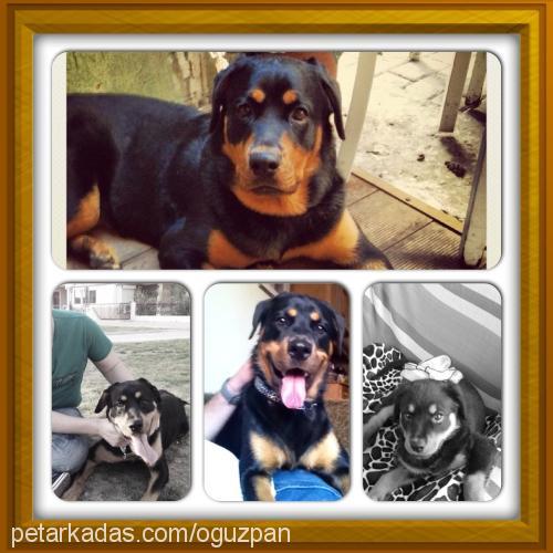 zeyna Dişi Rottweiler