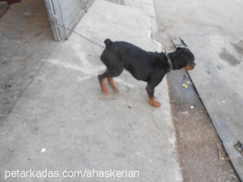 leydi Dişi Rottweiler