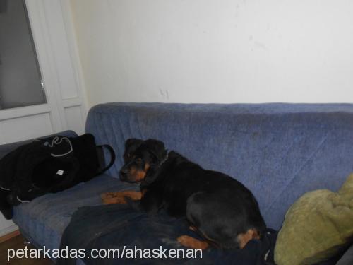 leydi Dişi Rottweiler