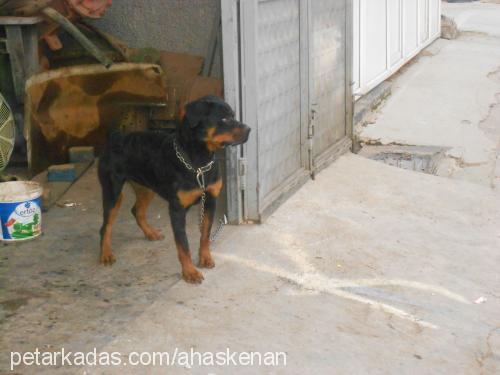 leydi Dişi Rottweiler