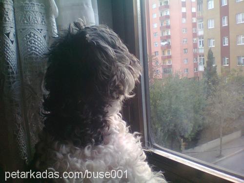 prenses Dişi Poodle (Minyatür Kaniş)