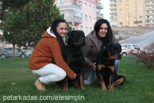 larushausoflazı Erkek Rottweiler