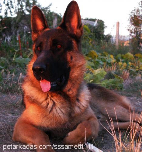 gomez Erkek Alman Çoban Köpeği