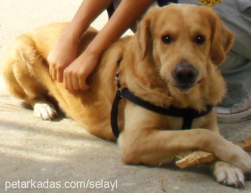 paşa Erkek Golden Retriever