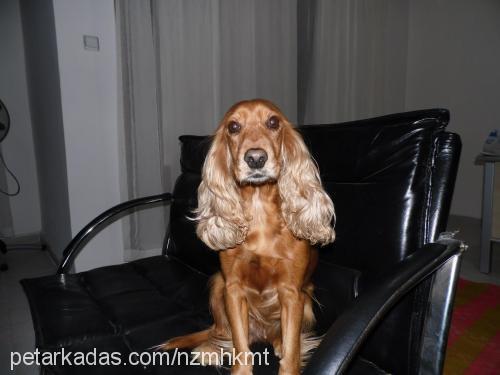 nazlı Dişi İngiliz Cocker Spaniel