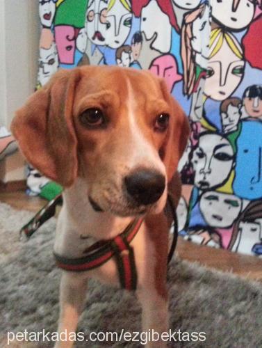 latte Dişi Beagle