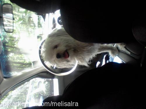 linda Dişi West Highland White Terrier