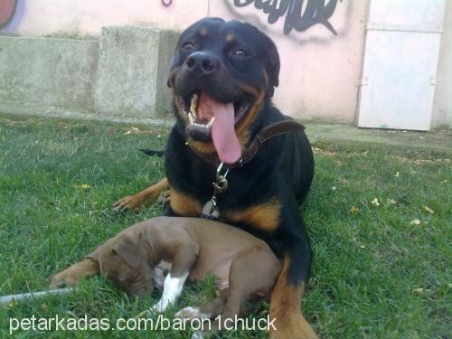 chuckvondegama Erkek Rottweiler