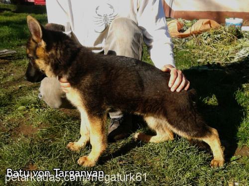 batuvontarganya Erkek Alman Çoban Köpeği