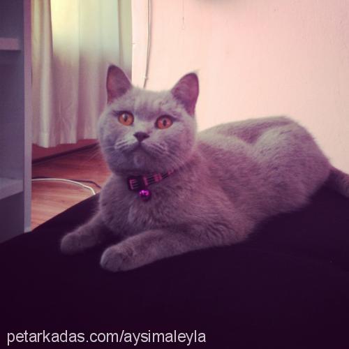 leylahanım Dişi British Shorthair