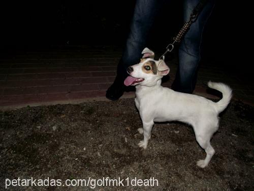 candy Dişi Jack Russell Terrier