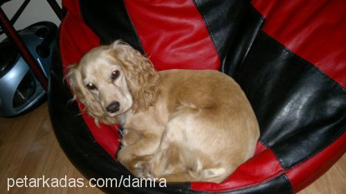 sisi Dişi İngiliz Cocker Spaniel