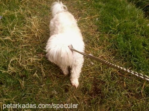 fıstık Dişi West Highland White Terrier