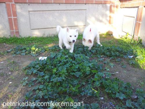 bulut Erkek Alaskan Malamute