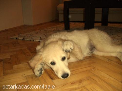 krep Dişi Golden Retriever