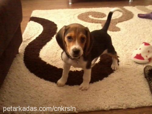 juliocesar Erkek Beagle