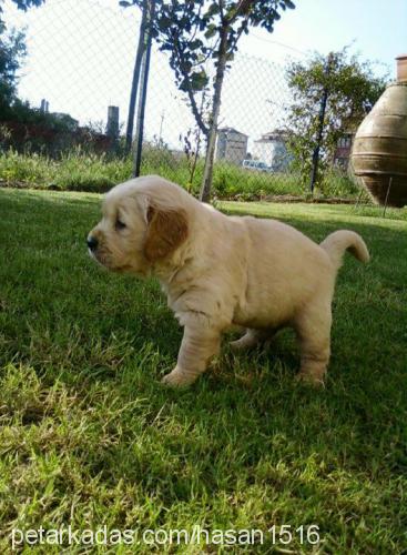 köpük Dişi Golden Retriever