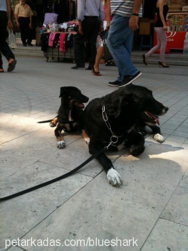 buffy Dişi Labrador Retriever