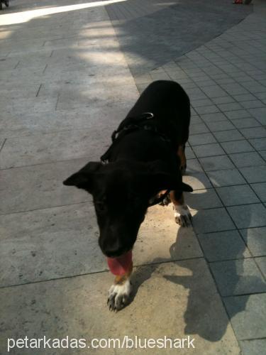 buffy Dişi Labrador Retriever