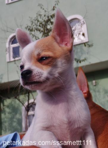 hira Dişi Chihuahua