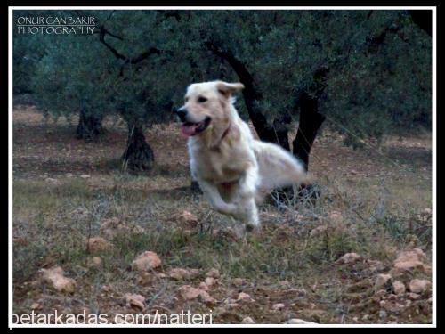 barney Erkek Golden Retriever