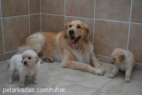 paşa Erkek Golden Retriever