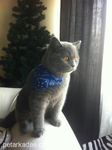 sushi Erkek British Shorthair