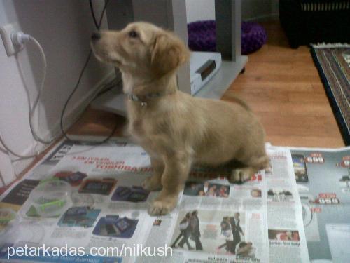 badem Dişi Golden Retriever