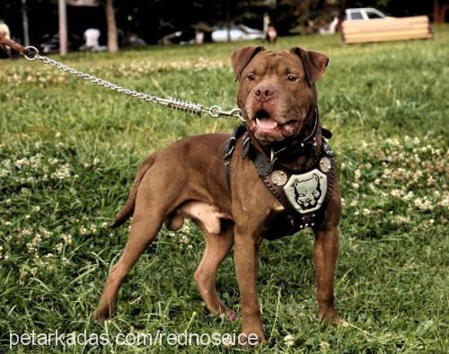 vezir Erkek Amerikan Pitbull Terrier