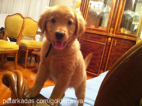 asya Dişi Golden Retriever