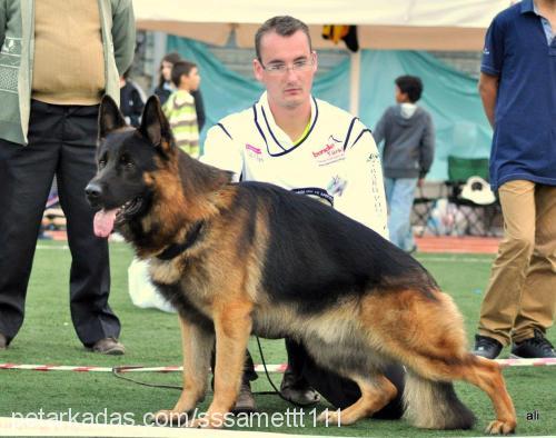 gomez Erkek Alman Çoban Köpeği