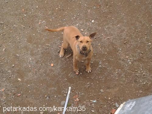 mayaveyavruları Erkek Amerikan Pitbull Terrier