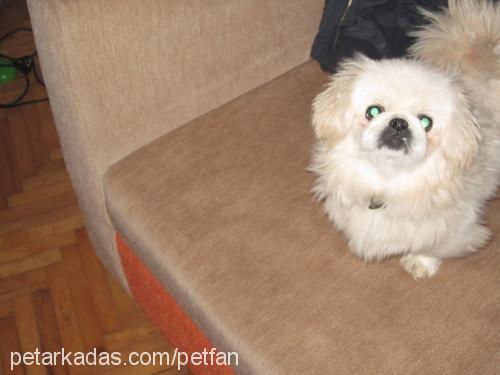 Şila Dişi Pekingese